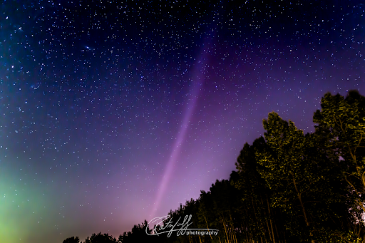 Trees are silhouetted against a deep blue sky fading to purple toward the horizon, with a hint of aurora green in the bottom left corner. Above them through the center of the image, STEVE stretches up against the stars.